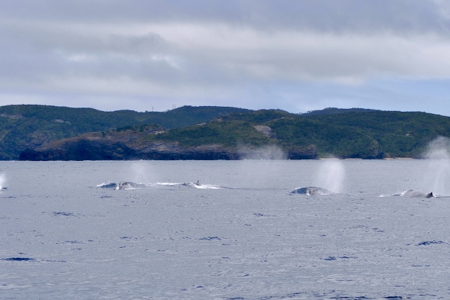 【沖縄・座間味島・ホエールウォッチング】たっぷりクジラを見られる！1日ホエールウォッチング 写真8