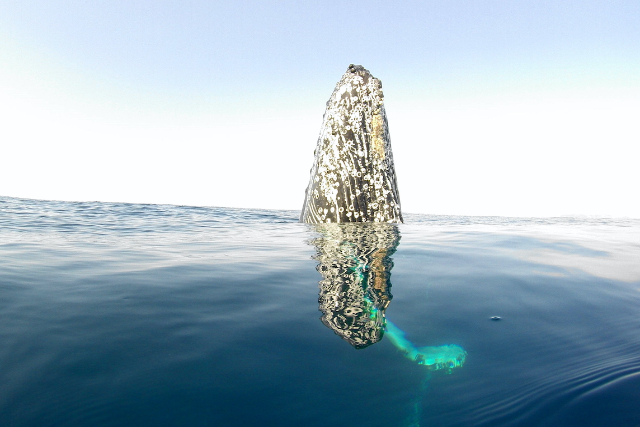 【沖縄・座間味島・ホエールウォッチング】たっぷりクジラを見られる！1日ホエールウォッチング 写真6