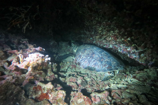 【沖縄県国頭郡・ナイトダイビング】夜の海底へ！ナイトダイビング（1ビーチ） 写真3