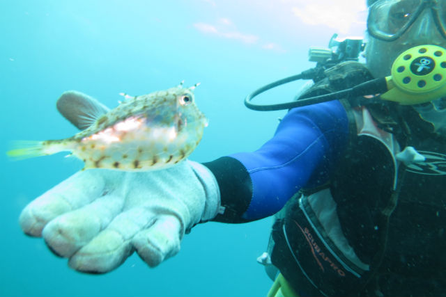 【神奈川・小田原・体験ダイビング】アクセス抜群の早川の海！水着一枚で体験ダイビング 写真5