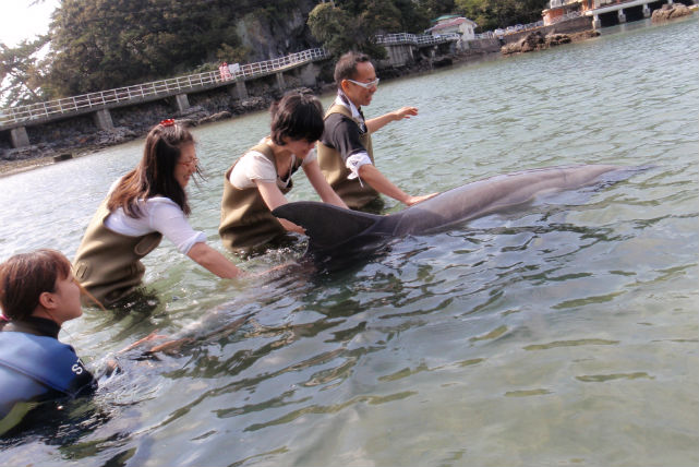 【下田・白浜・ドルフィンスイム】イルカと至近距離でふれあえます！ドルフィンビーチ 写真2