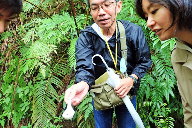 【奄美大島・トレッキング】トトロの葉っぱや青いカラスを見つけよう！森を味わいつくす3時間プラン！ 写真5