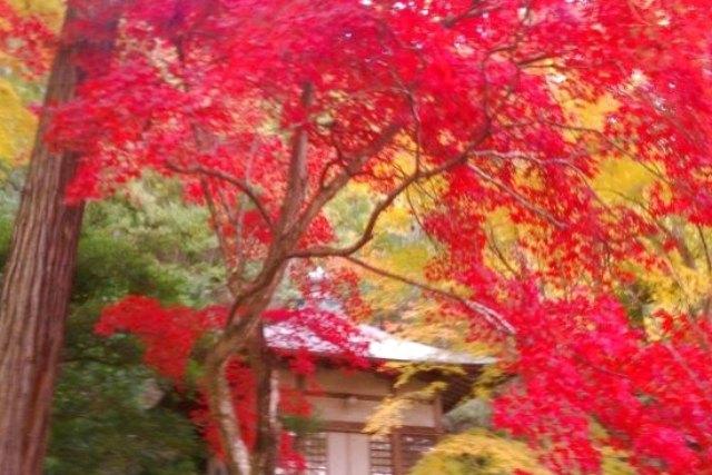 【京都市・ガイドツアー】ガイドが穴場スポットへご案内。嵯峨嵐山で紅葉狩り 写真2