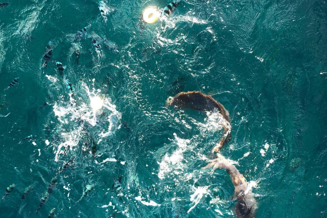 【沖縄・クルージング】水中観光船で贅沢クルージング！本当に海の中にいるみたい！ 写真7