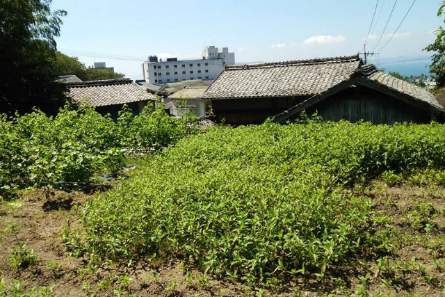 【長崎・雲仙・草木染め】手作りの面白さに目覚めます！布バッグを染めよう 写真7