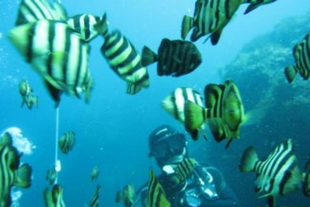 【広島・福山・ダイビング・ライセンス取得】0泊3日！島根の海でライセンス取得を目指そう！ 写真4