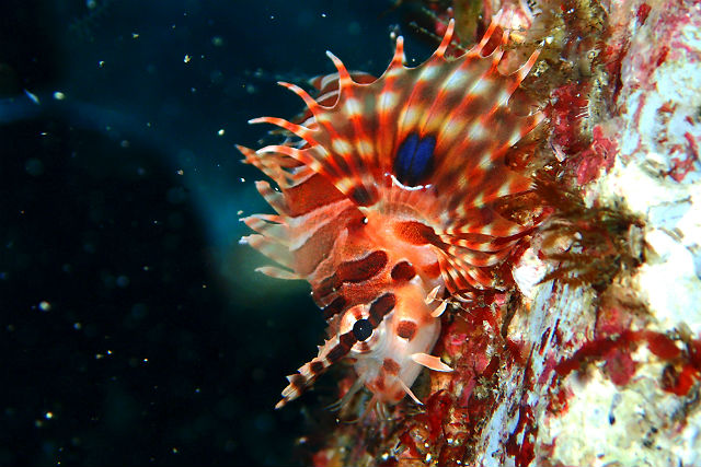 【静岡・伊東市・ファンダイビング】四季のある海を満喫！伊豆海洋公園・2ビーチダイビング 写真7