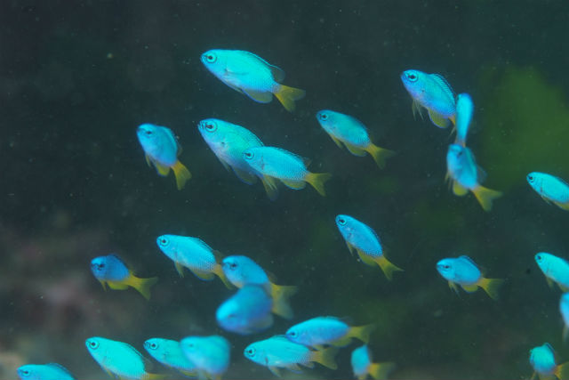 【静岡・伊豆・釣り体験】大漁めざして海に出よう！漁船体験釣りプラン 写真5