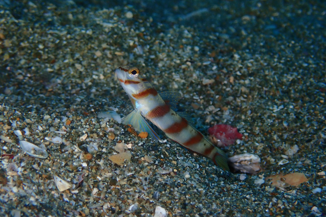 【静岡・東伊豆・ファンダイビング】まるで魚図鑑！何度でも潜りたくなるIOPプラン 写真5
