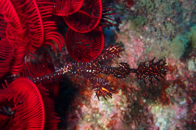 【静岡・東伊豆・ファンダイビング】まるで魚図鑑！何度でも潜りたくなるIOPプラン 写真7