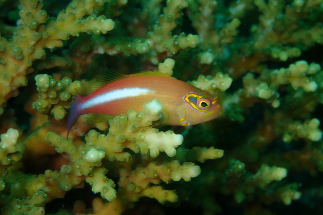 【静岡・東伊豆・ファンダイビング】まるで魚図鑑！何度でも潜りたくなるIOPプラン 写真4