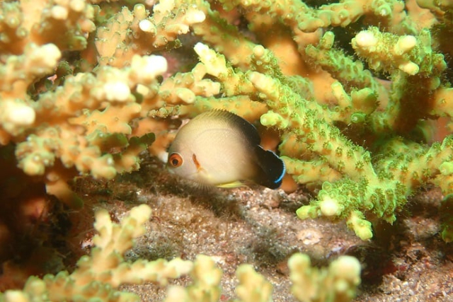 【静岡・東伊豆・ファンダイビング】まるで魚図鑑！何度でも潜りたくなるIOPプラン 写真8