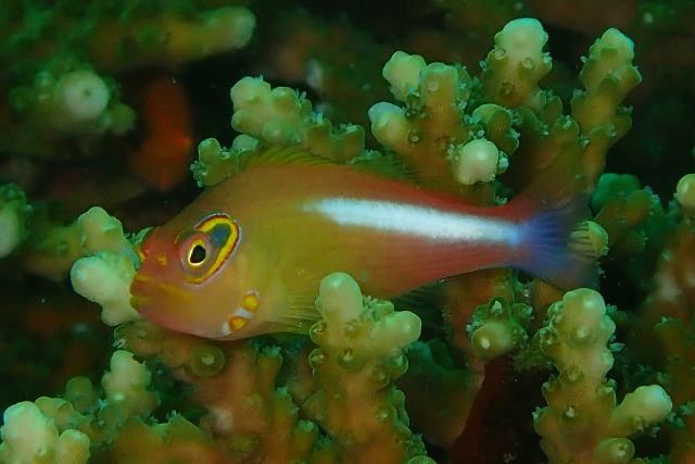 【静岡・東伊豆・ファンダイビング】まるで魚図鑑！何度でも潜りたくなるIOPプラン 写真6