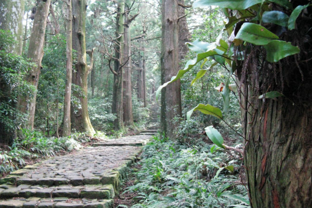 【和歌山・熊野古道・トレッキング】日本三大古道・大門坂コース（50分） 写真4