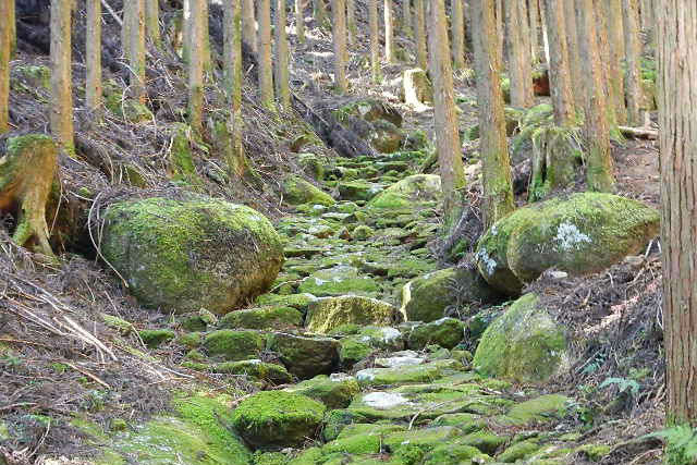 【和歌山・熊野古道・トレッキング】上級者にオススメ！大雲取り越えコース（6時間） 写真4