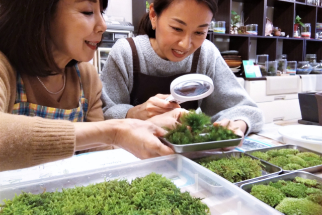 【新宿・苔テラリウム】スマートな硝子瓶で創る！苔テラリウム1個 写真3