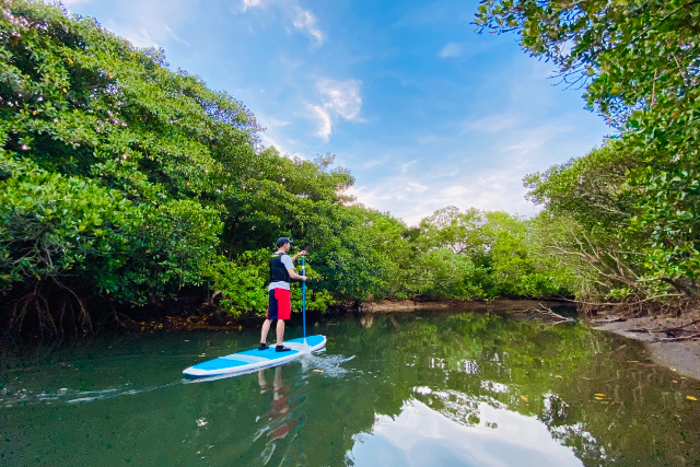【沖縄・西表島・SUP】幸運の滝を目指せ！新定番マングローブSUPorカヌー体験ツアー！（半日/写真データ無料） 写真6