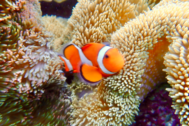 【沖縄・西表島・SUP】西表を満喫！マングローブSUPorカヌー＆星砂シュノーケル（1日/写真データ無料） 写真7