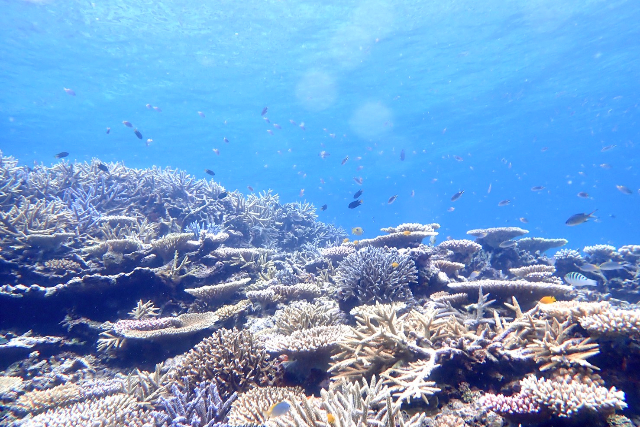 【沖縄・西表島・シュノーケリング】レアな魚と泳ぐトロピカルボートシュノーケリング（半日） 写真3