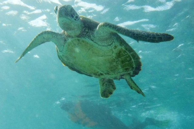【沖縄・宮古島】ウミガメ探索・シュノーケリングツアー（90分） 写真4