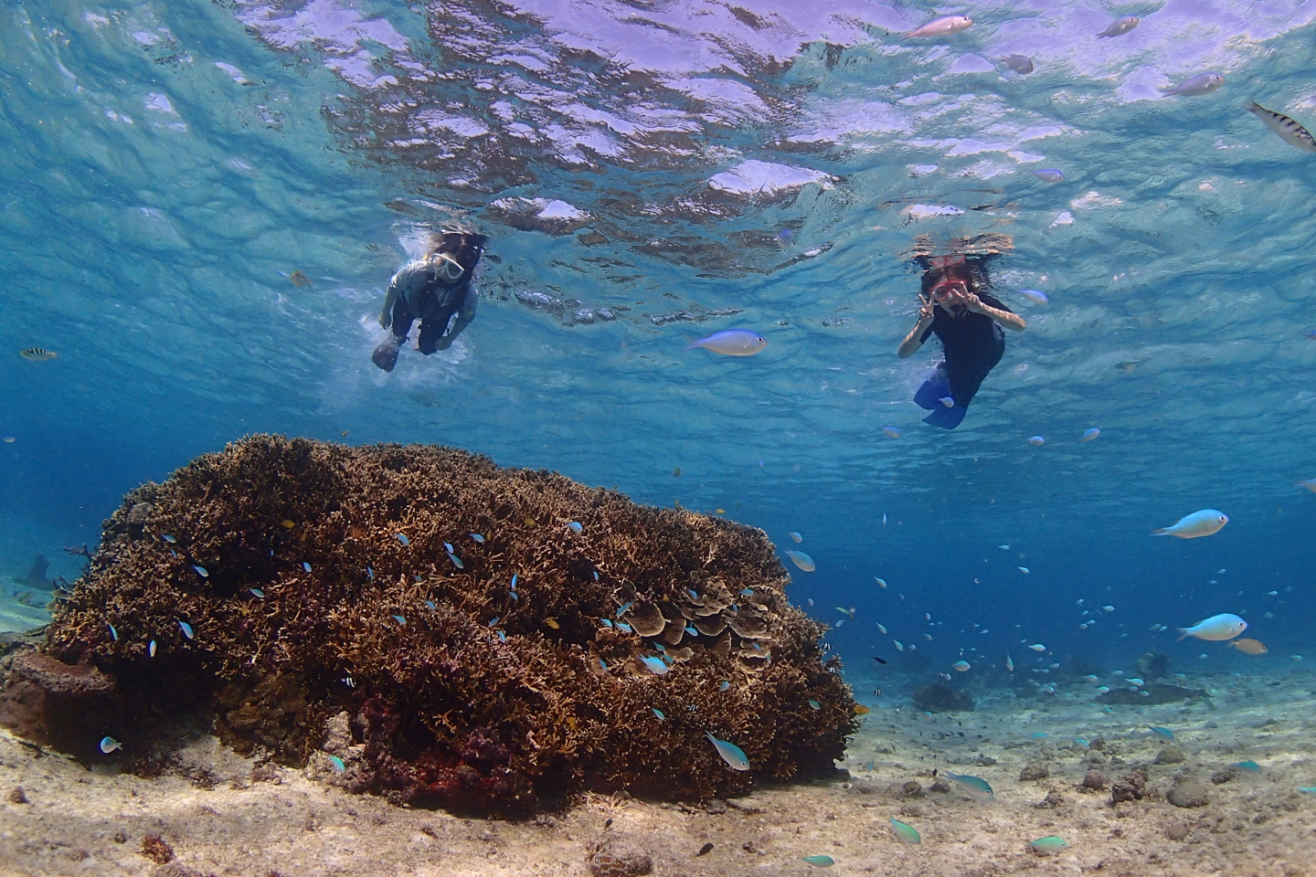 沖縄県のシュノーケリングの予約 日本旅行 オプショナルツアー アクティビティ 遊びの体験予約