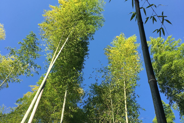 【鳥取・竹細工】体験後は温泉でリフレッシュ！竹箸作り 写真7