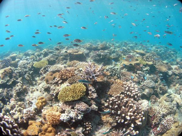 【沖縄県・1ボート・体験ダイビング】水納島＆瀬底島サンゴ礁体験ダイビング☆ 写真5