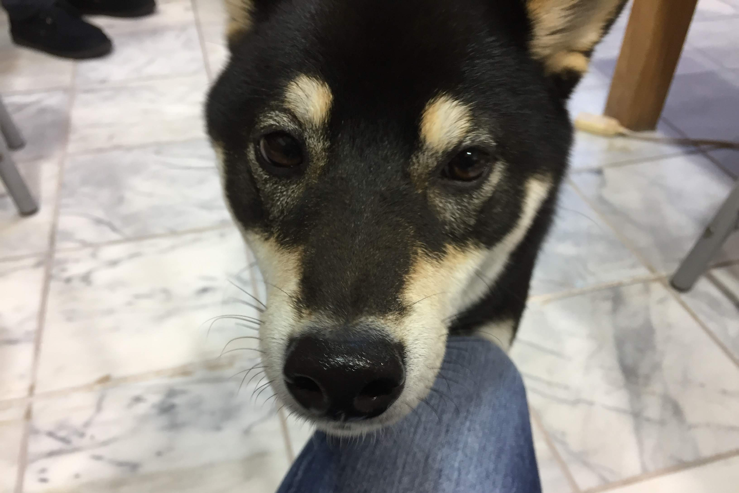 【静岡・伊東・陶芸体験】伊豆高原で愛犬に似せた陶器を作ろう！陶器わんこ1個 写真7