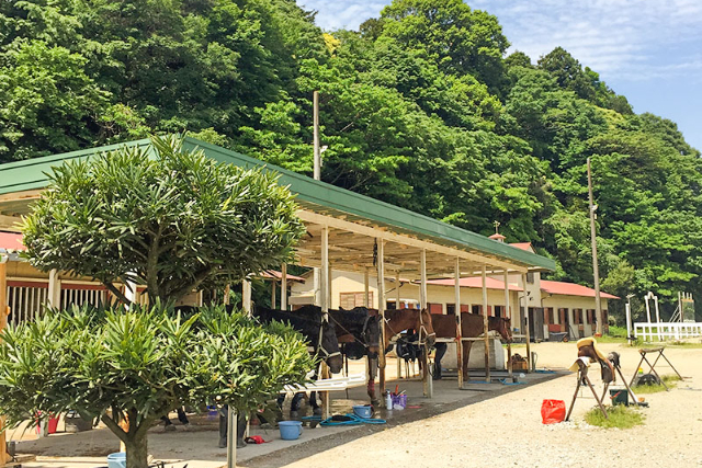 【期間限定ポイント10%還元！千葉・体験乗馬】ノーマル体験乗馬プラン＜初回利用＆初心者限定・騎乗40分＞ 写真5