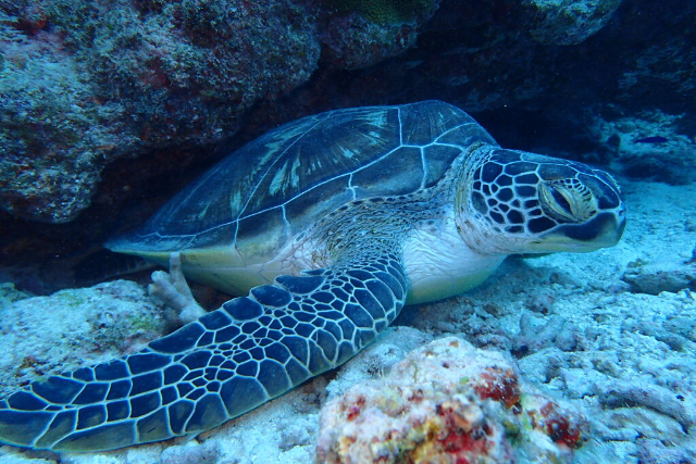 【石垣島・体験ダイビング】初めての方大歓迎！石垣の海の楽園へ！ 写真8