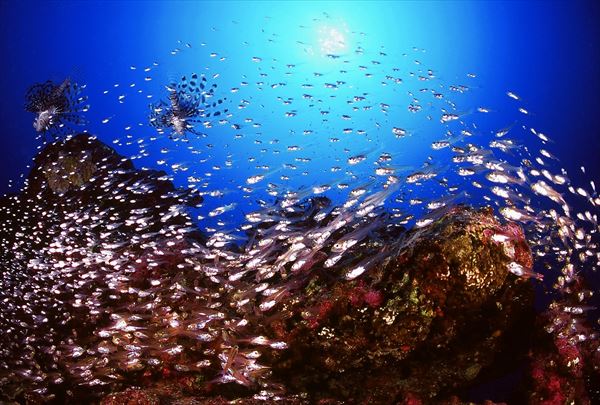 【石垣島・体験ダイビング】初めての方大歓迎！石垣の海の楽園へ！ 写真6