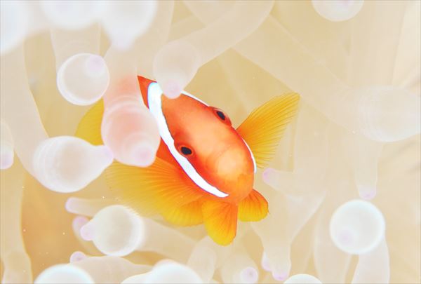 【石垣島・体験ダイビング】初めての方大歓迎！石垣の海の楽園へ！ 写真5