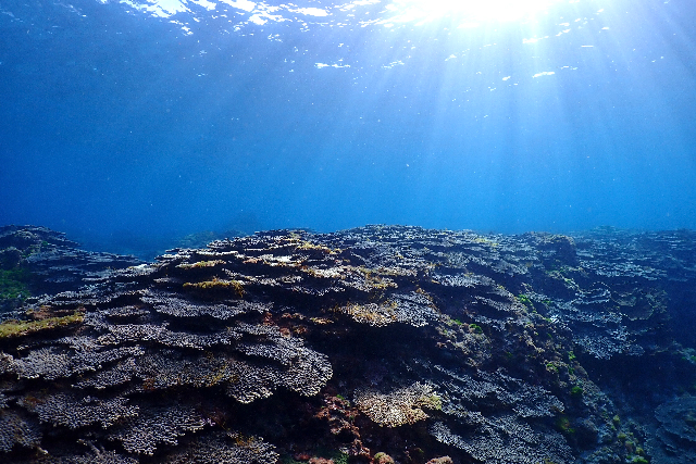 【東京・八丈島・体験ダイビング】【いっしょ割】平日・１日２組限定貸切りプラン！２人でお得に体験ダイビング！ 写真7