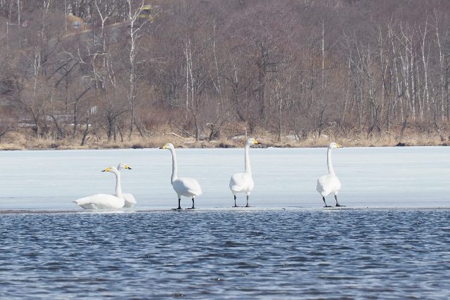 【釧路・カヌー】釧路湿原でウインターカヌー。冬だからこそ見られる景色を見に行こう！ 写真6