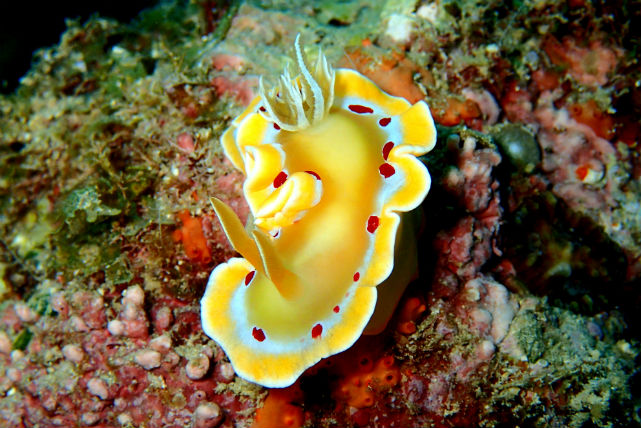 【沖縄・恩納村・ファンダイビング】恩納村万座の海を満喫！万座近海ファンダイビング3DIVE 写真7