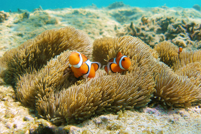 那覇のオプショナルツアー アクティビティ 遊びの体験予約 日本旅行
