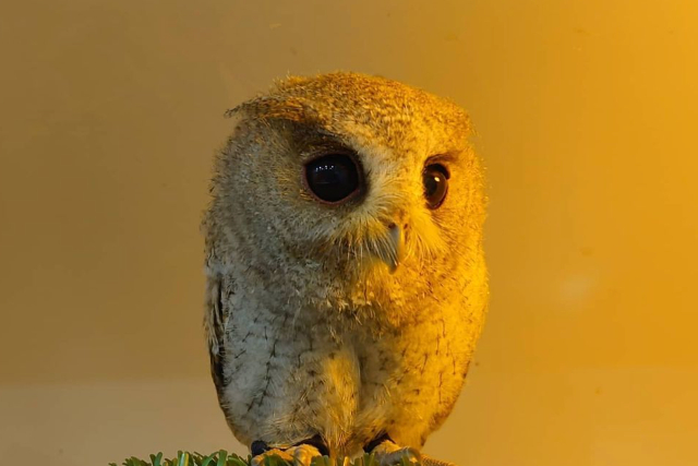 【茨城・フクロウカフェ】ふくろうが大好きな方向け！ふくろうがもっと好きになる90分コース 写真6