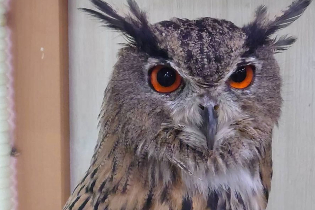 【茨城・フクロウカフェ】ふくろうが大好きな方向け！ふくろうがもっと好きになる90分コース 写真5