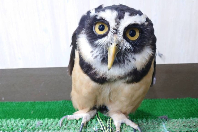 【茨城・フクロウカフェ】ふくろうが大好きな方向け！ふくろうがもっと好きになる90分コース 写真8