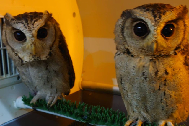 【茨城・フクロウカフェ】ふくろうが大好きな方向け！ふくろうがもっと好きになる90分コース 写真7