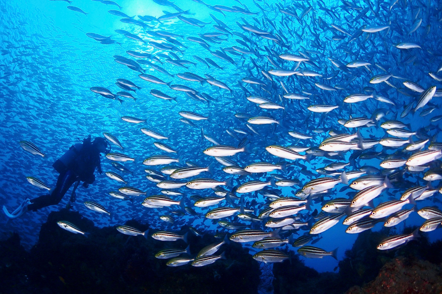 ダイビング 女性 一人 講習 東京 の遊び 体験 アソビュー