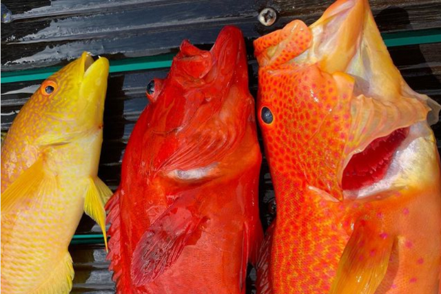 【沖縄・糸満・海釣り】沖縄の最高級魚を狙おう！手ぶらで大物釣り体験2時間 写真3