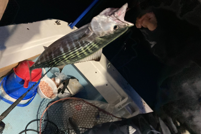 【鹿児島県・鹿児島市・船釣り】お子様連れも大歓迎！錦江湾でゆったり船釣りプラン 写真2