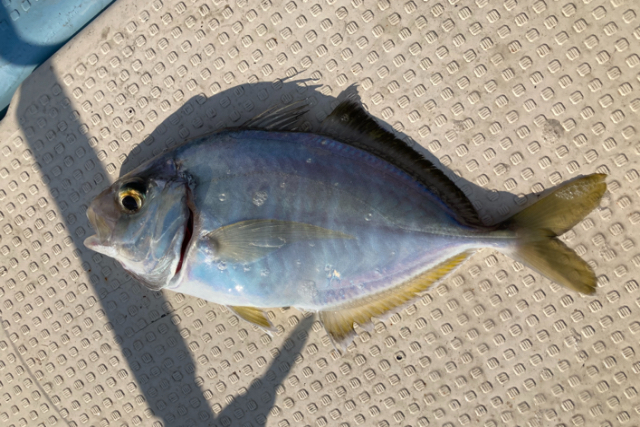 【鹿児島県・鹿児島市・船釣り】お子様連れも大歓迎！錦江湾でゆったり船釣りプラン 写真6