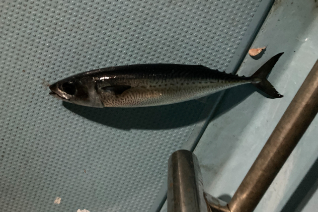 【鹿児島県・鹿児島市・船釣り】お子様連れも大歓迎！錦江湾でゆったり船釣りプラン 写真7