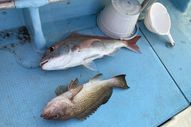 【鹿児島県・鹿児島市・船釣り】お子様連れも大歓迎！錦江湾でゆったり船釣りプラン 写真5