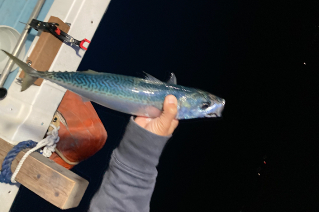 【鹿児島県・鹿児島市・船釣り】お子様連れも大歓迎！錦江湾でゆったり船釣りプラン
