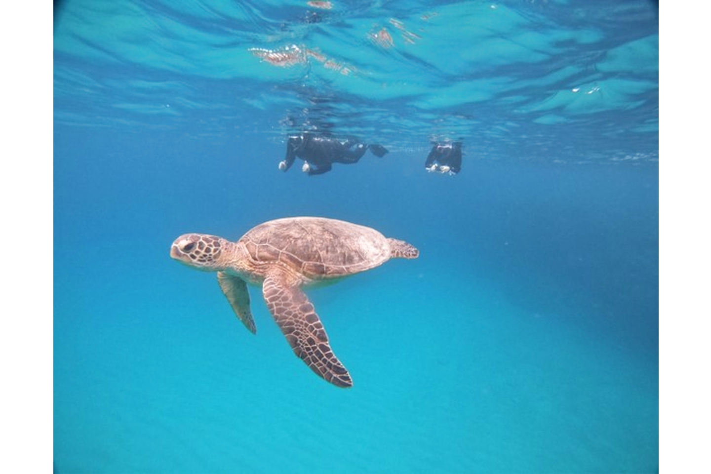 【鹿児島・奄美大島・シュノーケリング】奄美ブルーの海でウミガメと泳ごう！ウミガメスイム【アドバンスコース】 写真6