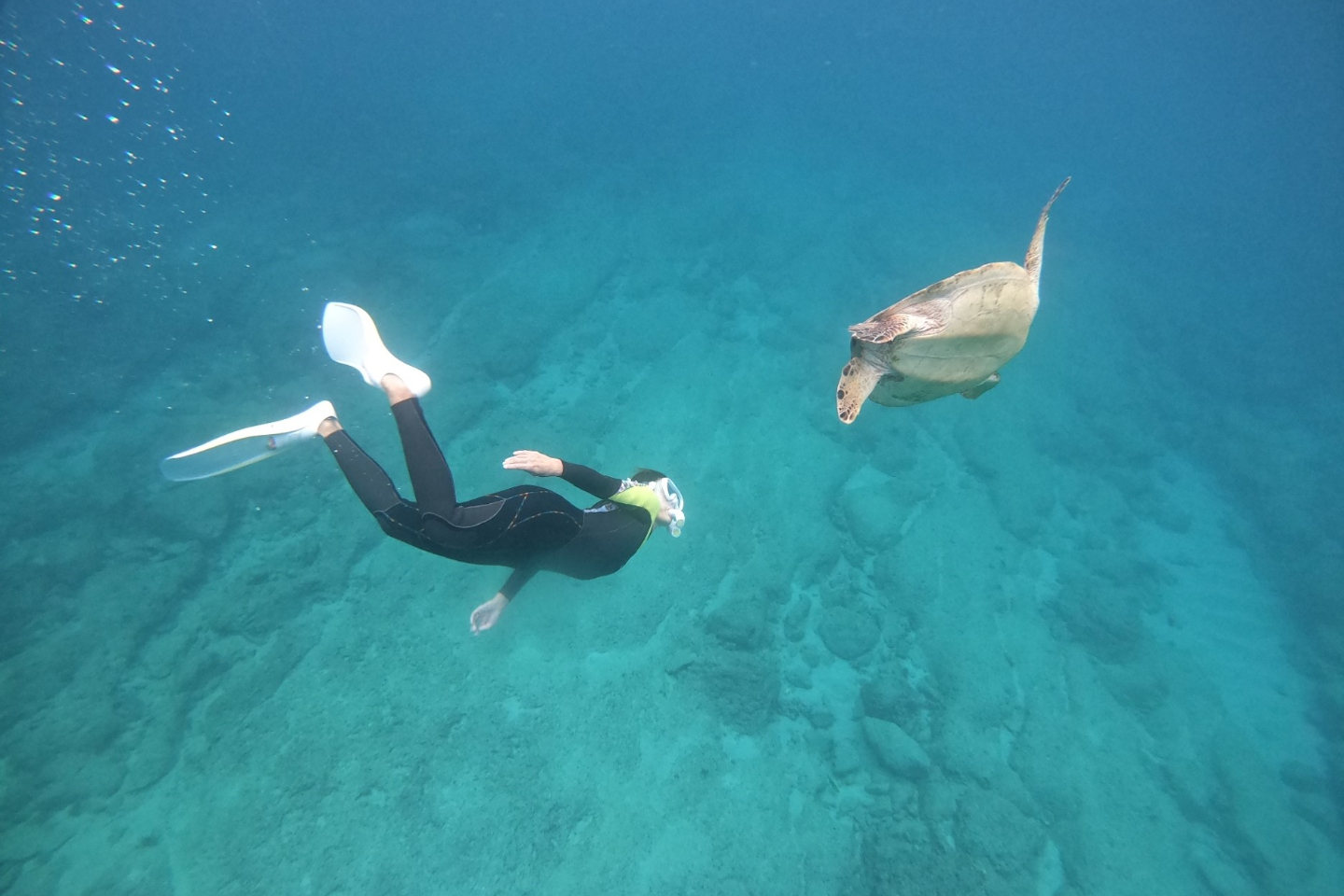 【鹿児島・奄美大島・シュノーケリング】奄美ブルーの海でウミガメと泳ごう！ウミガメスイム【アドバンスコース】 写真4