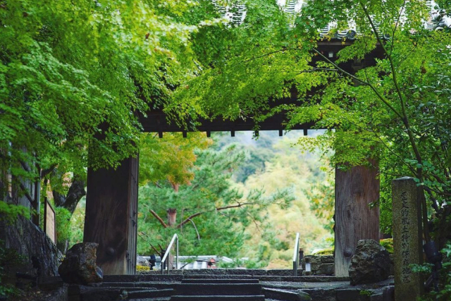 【京都府・京都市・着物レンタル】当店オリジナル体験！高台寺お抹茶拝観券付きプラン 写真5